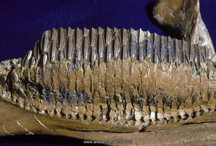 : Dinosaurs - Hadrosaurs teeth : Dinosaurs - Hadrosaurs teeth