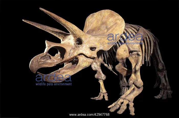 : Dinosaurs - Horned dinosaurs (Ceratopsians) Triceratops : Dinosaurs - Horned dinosaurs (Ceratopsians) Triceratops