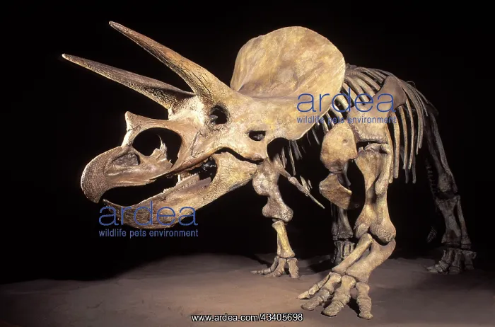 : Dinosaurs - Horned dinosaurs (Ceratopsians) Triceratops : Dinosaurs - Horned dinosaurs (Ceratopsians) Triceratops