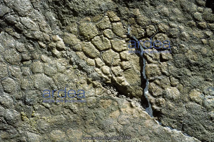 : Dinosaurs - Impression of skin of a Hadrosaur : Dinosaurs - Impression of skin of a Hadrosaur