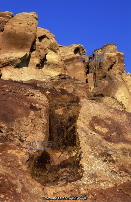 : Dinosaurs - Imprint of a Diplodocus femur : Dinosaurs - Imprint of a Diplodocus femur