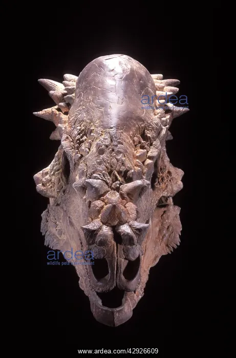 : Dinosaurs: Pachycephalosaurus skull : Dinosaurs: Pachycephalosaurus skull