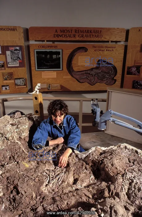 : Dinosaurs - paleontologist Lynett Gillette examines : Dinosaurs - paleontologist Lynett Gillette examines