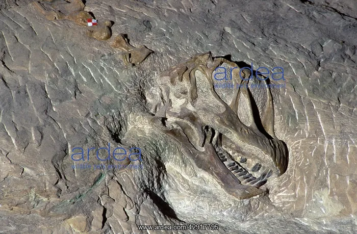 : Dinosaurs - Sauropods - Camarasaurus: skull : Dinosaurs - Sauropods - Camarasaurus: skull