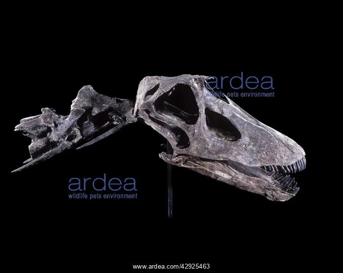 : Dinosaurs - Sauropods - Diplodocus (Skull) : Dinosaurs - Sauropods - Diplodocus (Skull)