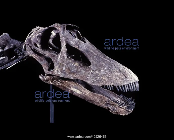 : Dinosaurs - Sauropods - Diplodocus (Skull) : Dinosaurs - Sauropods - Diplodocus (Skull)
