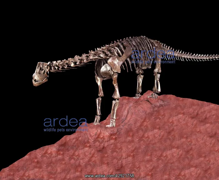 : Dinosaurs - Sauropods, skeleton : Dinosaurs - Sauropods, skeleton