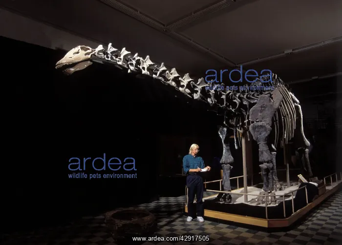  : Dinosaurs - SauropodsApatosaurus (formerly known
