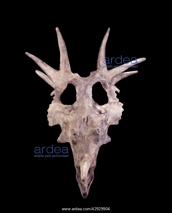 : Dinosaurs - Styracosaurus skull - Ceratopsians : Dinosaurs - Styracosaurus skull - Ceratopsians