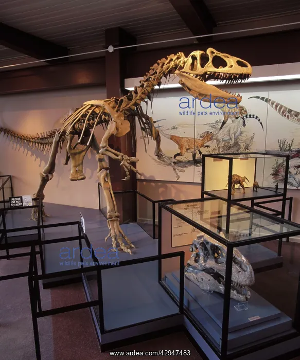 : Dinosaurs - Theropods - Allosaur (carnivorous dinosaur) : Dinosaurs - Theropods - Allosaur (carnivorous dinosaur)