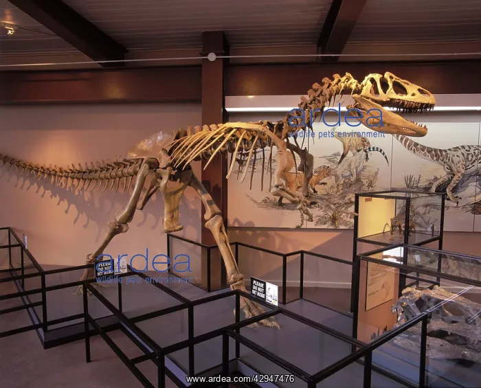  : Dinosaurs - Theropods - Allosaur (was a carnivorous
