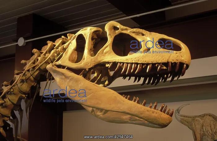 : Dinosaurs - Theropods - Allosaurus. Skull, detail : Dinosaurs - Theropods - Allosaurus. Skull, detail