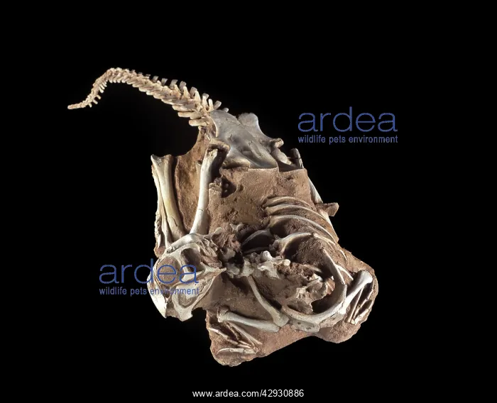 : Dinosaurs - Theropods - Conchoraptor juvenile : Dinosaurs - Theropods - Conchoraptor juvenile