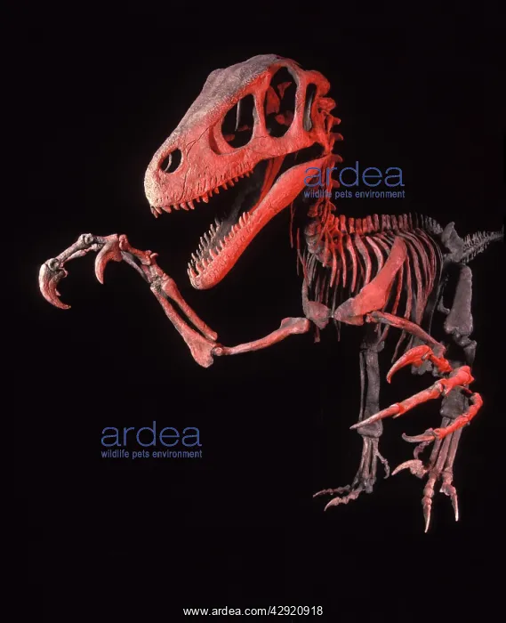 : Dinosaurs - Theropods - Dromaeosaurs - Utahraptor : Dinosaurs - Theropods - Dromaeosaurs - Utahraptor
