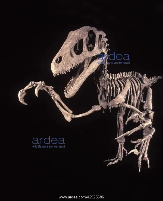 : Dinosaurs - Theropods - Dromaeosaurs - Utahraptor : Dinosaurs - Theropods - Dromaeosaurs - Utahraptor