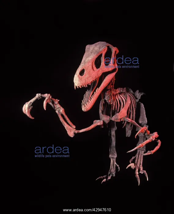: Dinosaurs - Theropods - Dromaeosaurs - Utahraptor : Dinosaurs - Theropods - Dromaeosaurs - Utahraptor