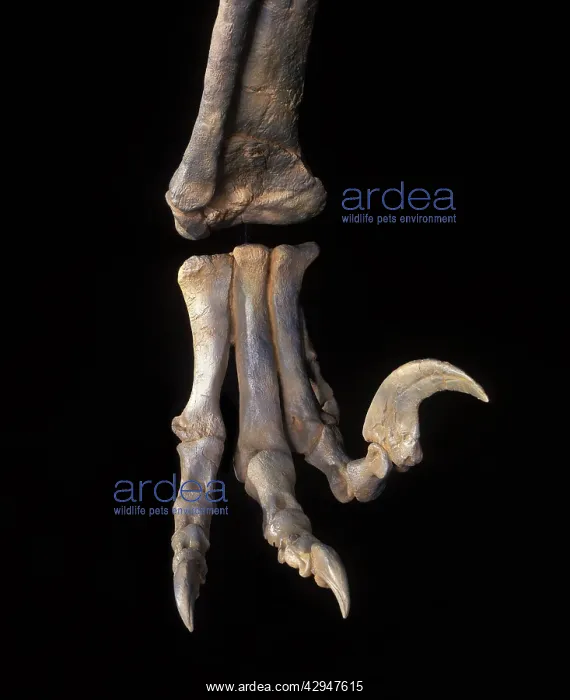 : Dinosaurs - Theropods - Dromaeosaurs - Utahraptor: : Dinosaurs - Theropods - Dromaeosaurs - Utahraptor: