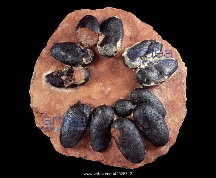  : Dinosaurs - Theropods - Oviraptoridae
