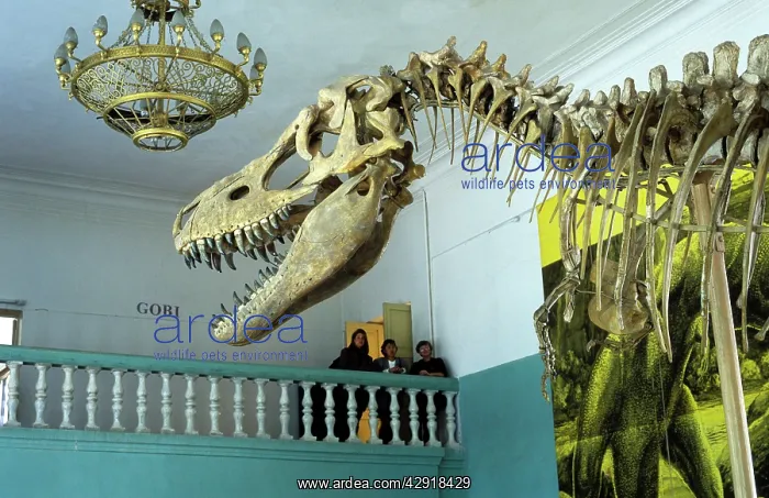  : Dinosaurs - Theropods: Tarbosaurus