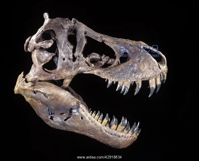 : Dinosaurs - Theropods - Tyrannosaurus rex skull : Dinosaurs - Theropods - Tyrannosaurus rex skull