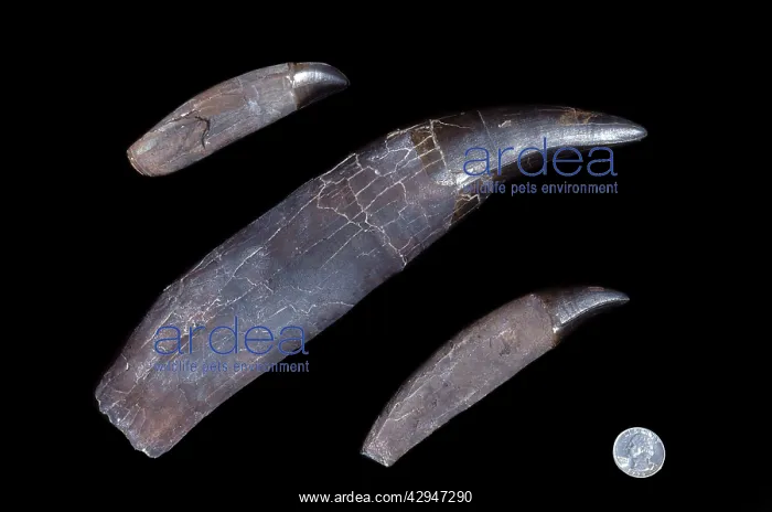 : Dinosaurs - Theropods - Tyrannosaurus rex teeth : Dinosaurs - Theropods - Tyrannosaurus rex teeth
