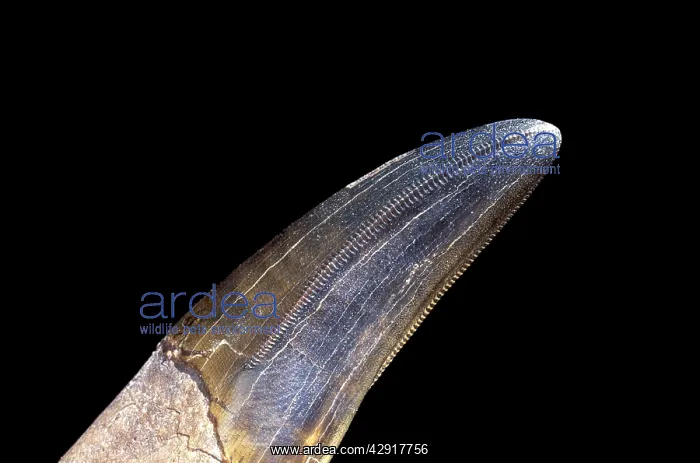 : Dinosaurs - Theropods - Tyrannosaurus rex tooth : Dinosaurs - Theropods - Tyrannosaurus rex tooth