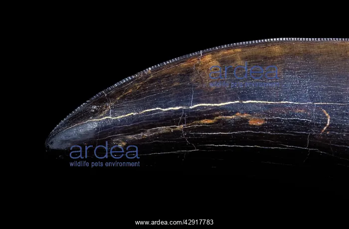 : Dinosaurs - Theropods - Tyrannosaurus rex tooth : Dinosaurs - Theropods - Tyrannosaurus rex tooth