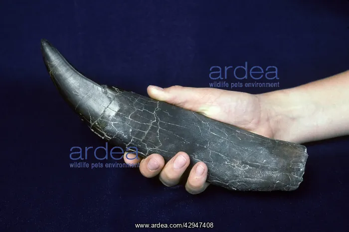 : Dinosaurs - Theropods - Tyrannosaurus rex tooth : Dinosaurs - Theropods - Tyrannosaurus rex tooth