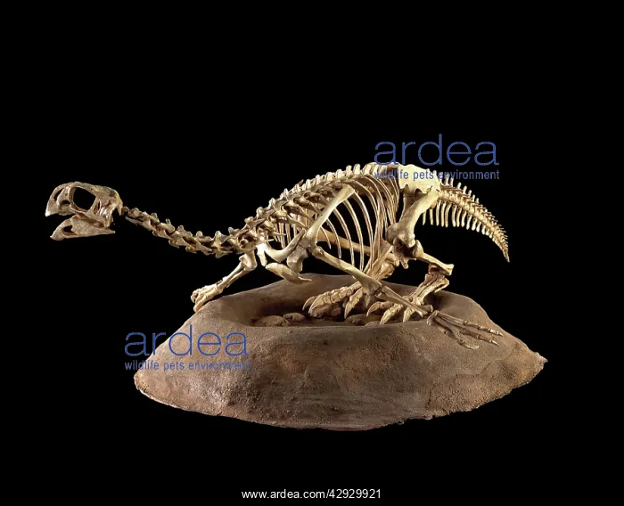 : Dinosaurs - Threropods : Dinosaurs - Threropods