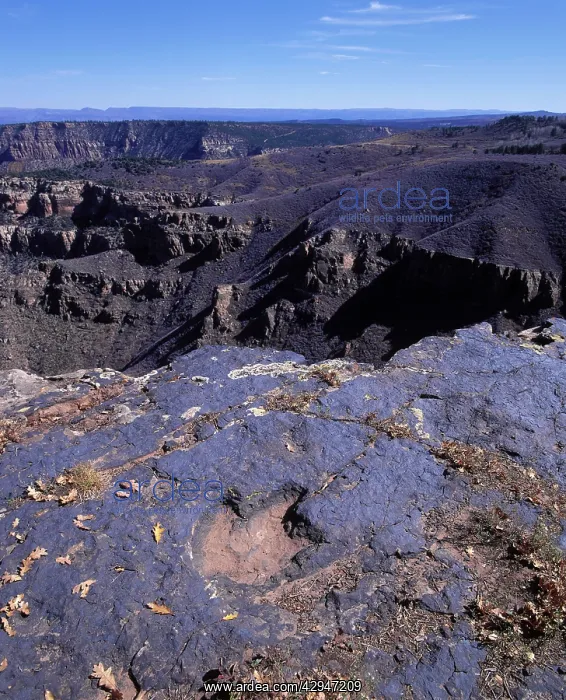 : Dinosaurs - Tracks - Footprint of a Theropod Dinosaur : Dinosaurs - Tracks - Footprint of a Theropod Dinosaur