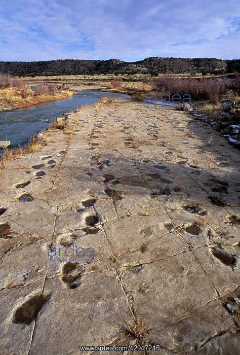 : Dinosaurs - Tracks - Five parallel trackways of : Dinosaurs - Tracks - Five parallel trackways of