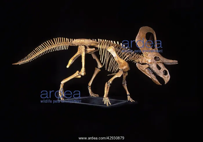 : Dinosaurs - Zuniceratops, a Ceratopsian dinosaur : Dinosaurs - Zuniceratops, a Ceratopsian dinosaur