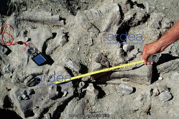 : Diplodocus Caudal vertebrae : Diplodocus Caudal vertebrae