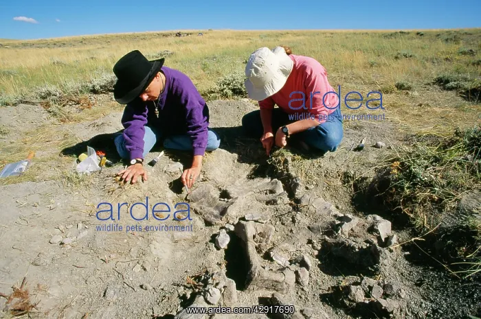 : Diplodocus - ecavating tail bones, Morrison formation : Diplodocus - ecavating tail bones, Morrison formation