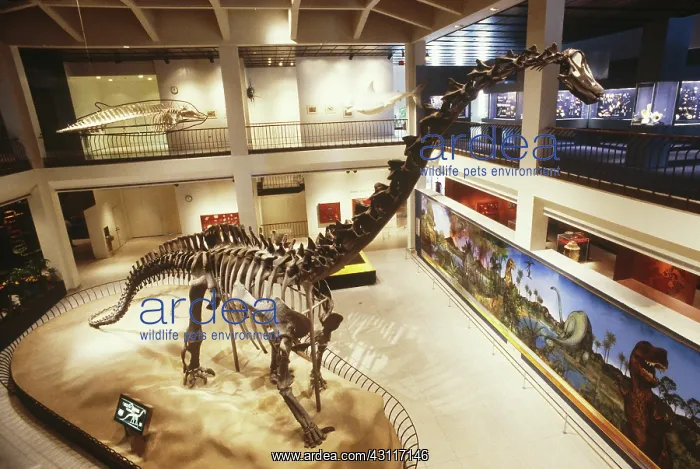 : Diplodocus Skeleton : Diplodocus Skeleton