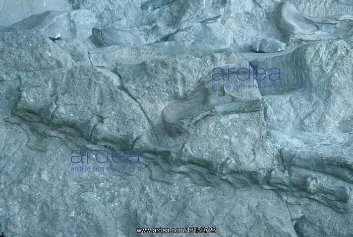 : Diplodocus Tail : Diplodocus Tail