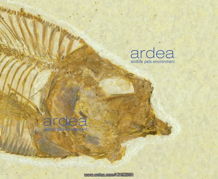 : Diplomystus dentatus Fossil : Diplomystus dentatus Fossil