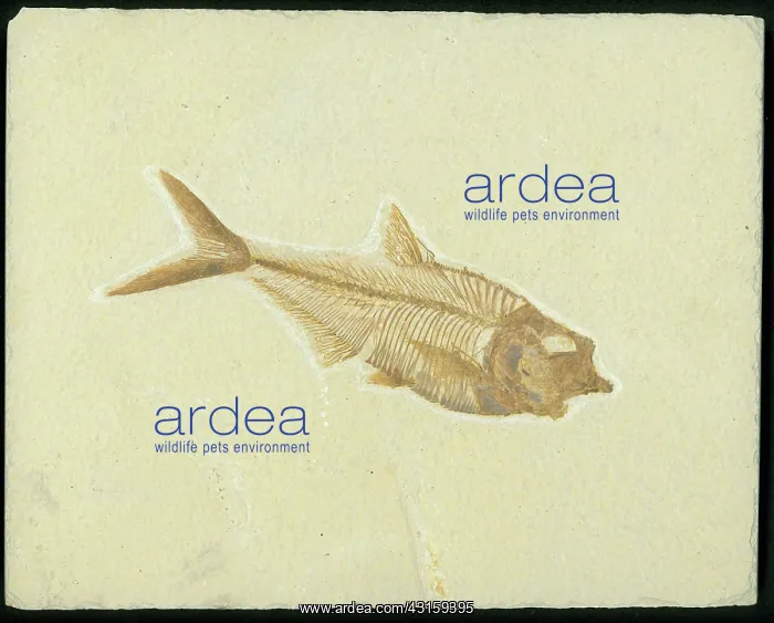 : Diplomystus dentatus Fossil : Diplomystus dentatus Fossil
