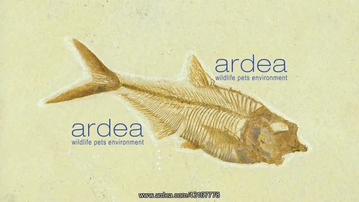 : Diplomystus dentatus Fossil : Diplomystus dentatus Fossil