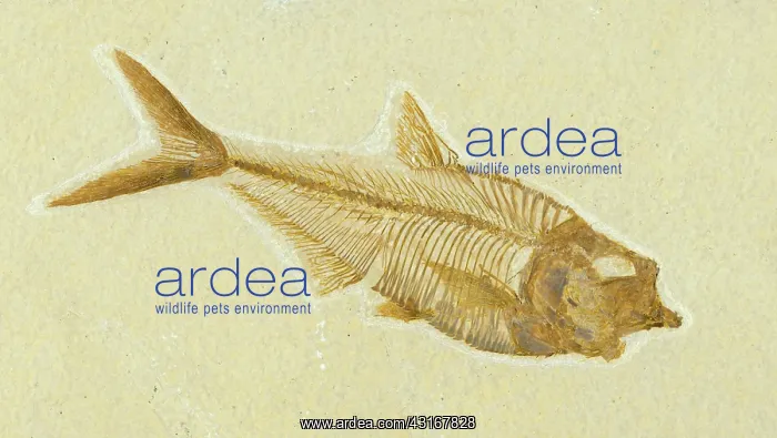 : Diplomystus dentatus Fossil : Diplomystus dentatus Fossil