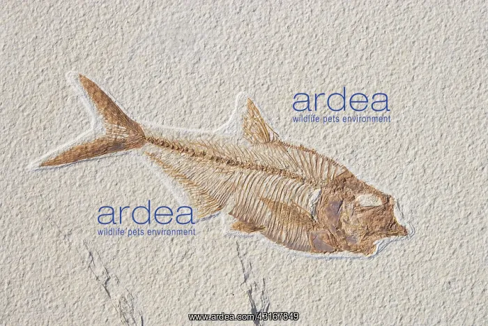 : Diplomystus dentatus Fossil : Diplomystus dentatus Fossil