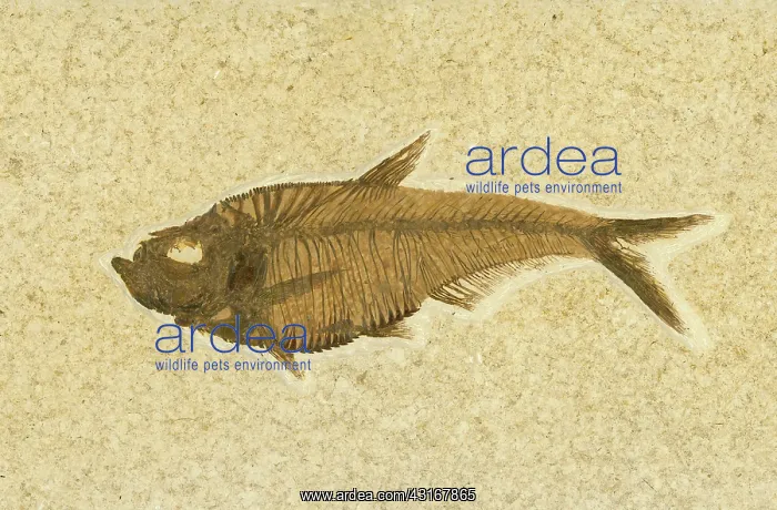 : Diplomystus dentatus Fossil : Diplomystus dentatus Fossil