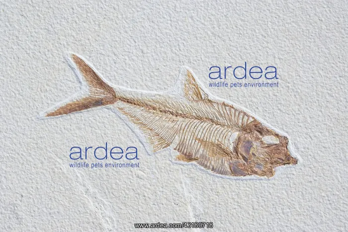 : Diplomystus dentatus Fossil : Diplomystus dentatus Fossil