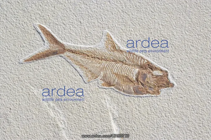 : Diplomystus dentatus Fossil : Diplomystus dentatus Fossil