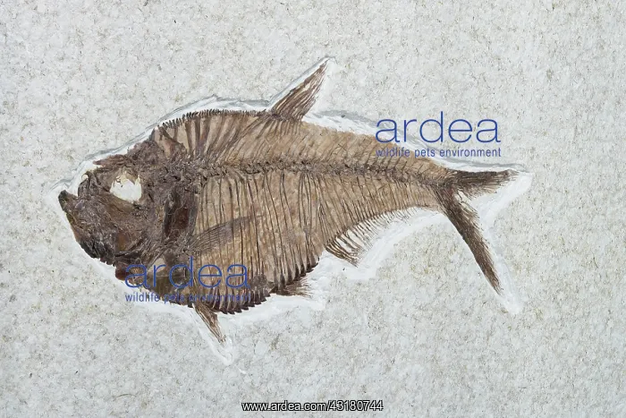 : Diplomystus dentatus Fossil : Diplomystus dentatus Fossil