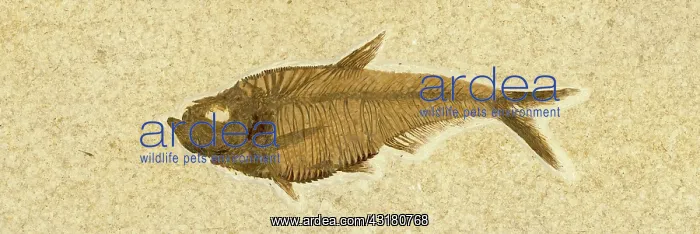 : Diplomystus dentatus Fossil : Diplomystus dentatus Fossil