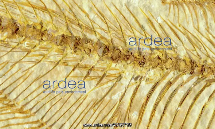 : Diplomystus dentatus Ribs : Diplomystus dentatus Ribs