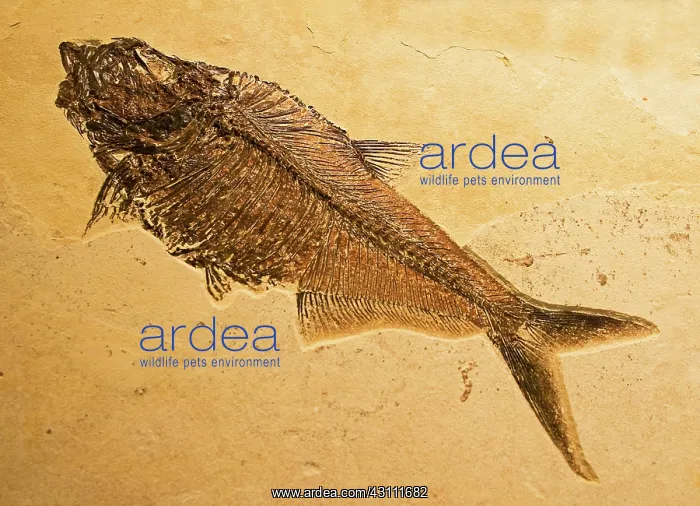 : Diplomystus Fossil Fish : Diplomystus Fossil Fish