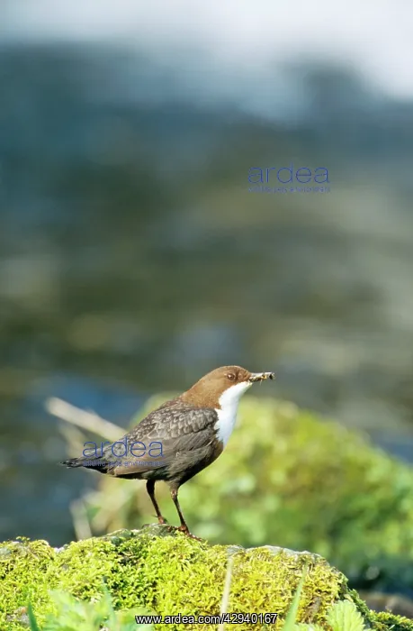 : DIPPER (Cinclus cinclus). Lathkill Dale NNR, Derbyshire, UK : DIPPER (Cinclus cinclus). Lathkill Dale NNR, Derbyshire, UK