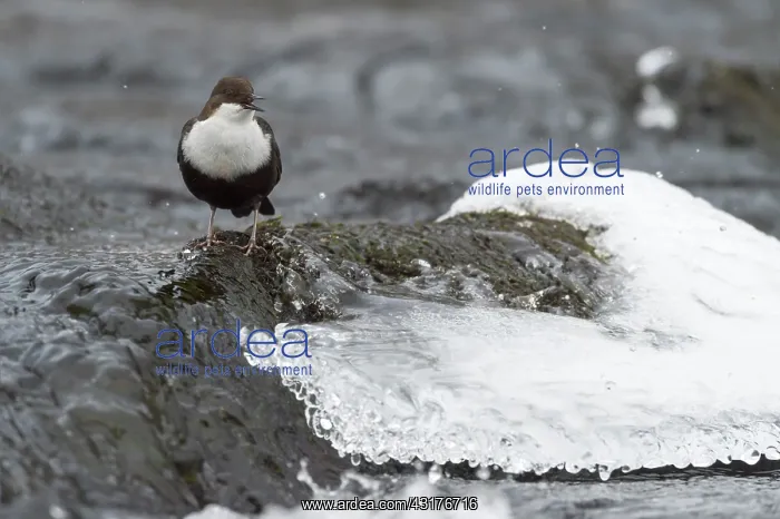 : Dipper. Black-bellied Dipper (Cinclus cinclus cinclus) singing on the river : Dipper. Black-bellied Dipper (Cinclus cinclus cinclus) singing on the river